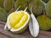 Le Durian - Voyage au Cambodge